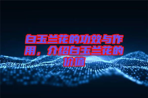 白玉蘭花的功效與作用，介紹白玉蘭花的價值