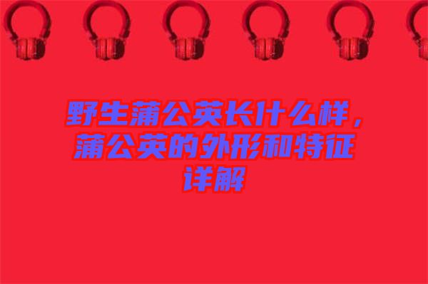野生蒲公英長(zhǎng)什么樣，蒲公英的外形和特征詳解
